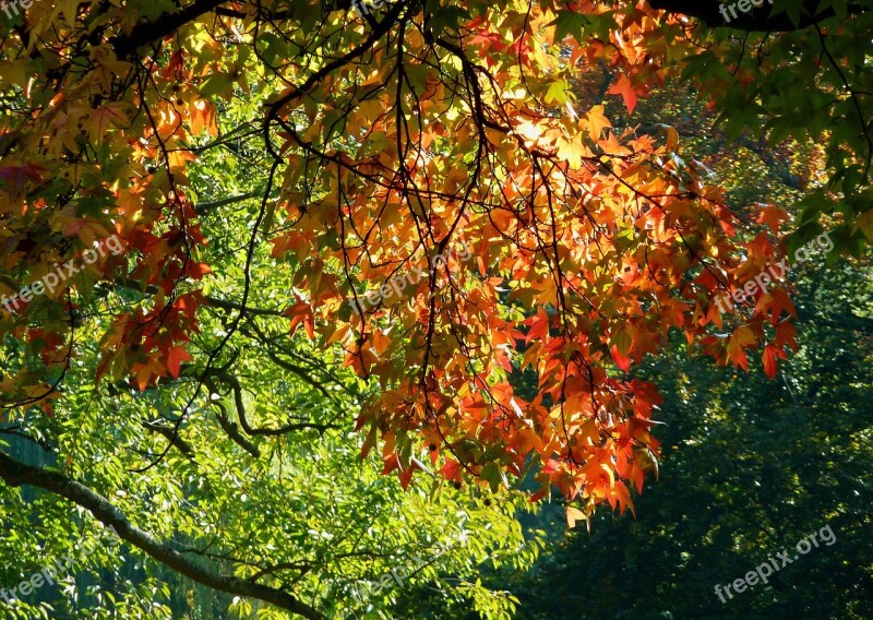 Maple Leaf Beech Leaves Colored Leaves Freshly Fallen Fall Leaves