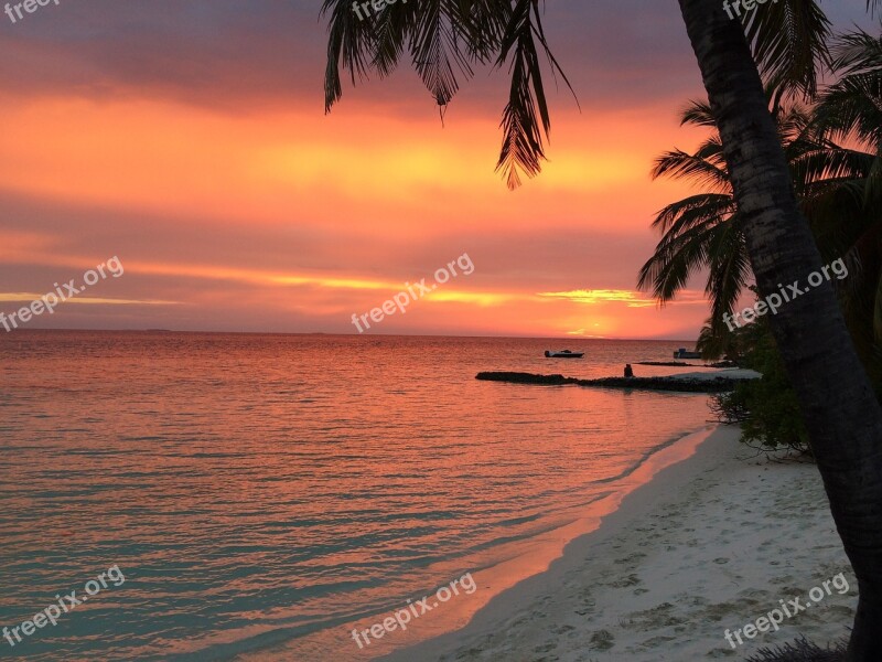 Sunset Palm Trees Evening Sky Afterglow Mood