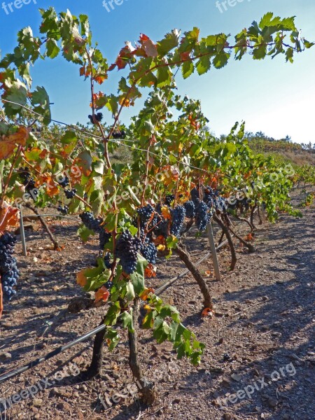 Vineyard Wine Priorat Vine Viticulture