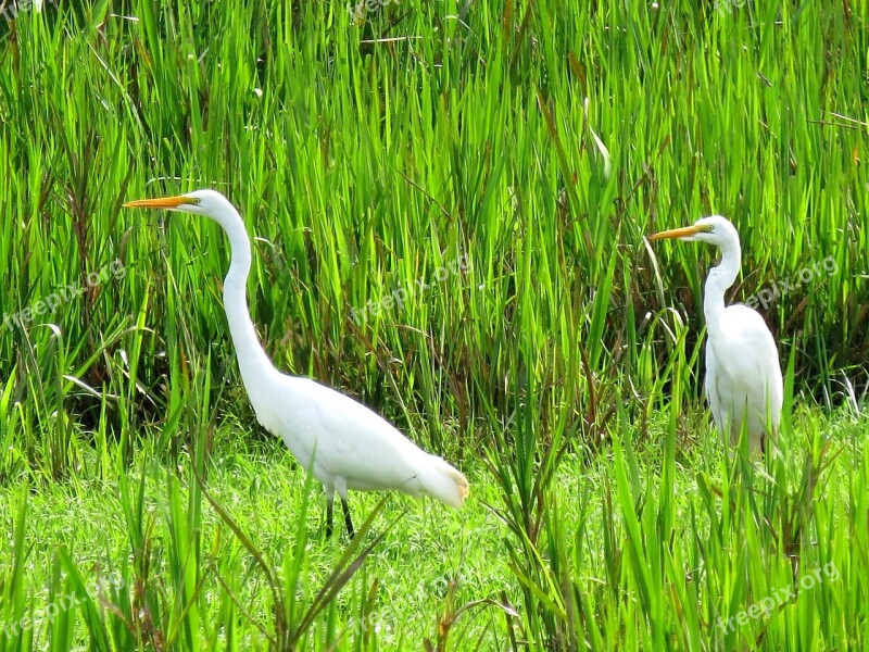 Great Egret Bird Fauna Birds Nature