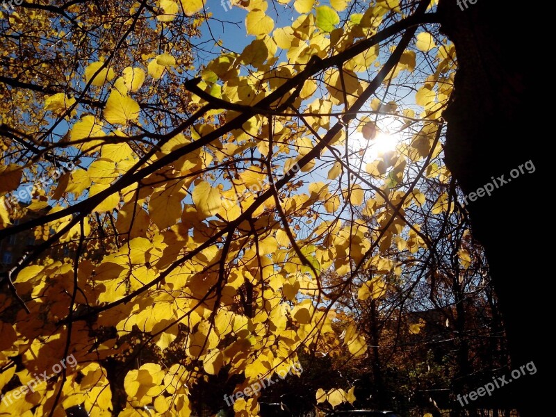 Golden Autumn Luzhniki Stadium Leaves Sun The Sun's Rays