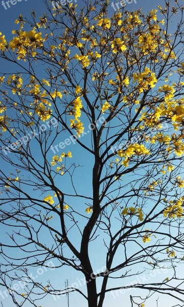 Spring Flower Ipê Tree Ramos Yellow Leaves