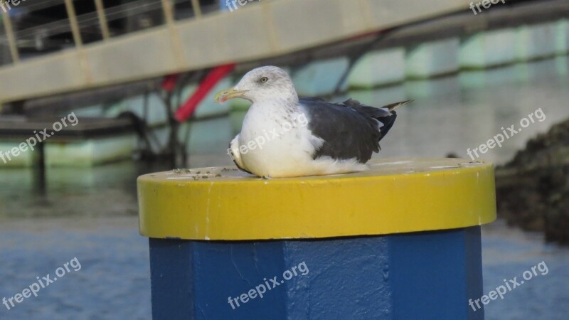 Seagull Mar Bird Birds Ocean