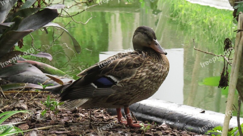 Duck Animal Nature Sunbathing Bird