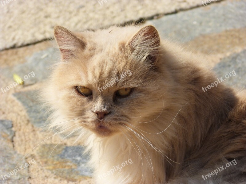 Persian Cat Look Cat Free Photos