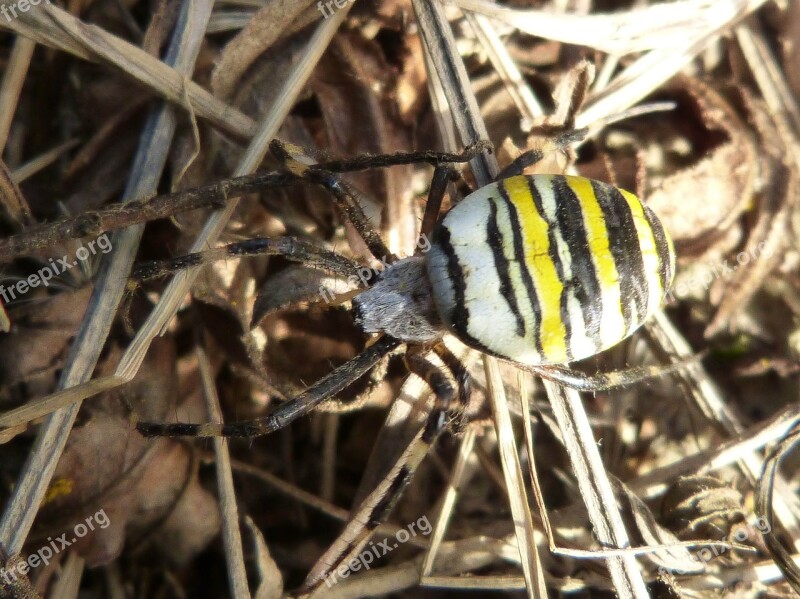 Spider Wasp Detail Black And Yellow Wasp Spider