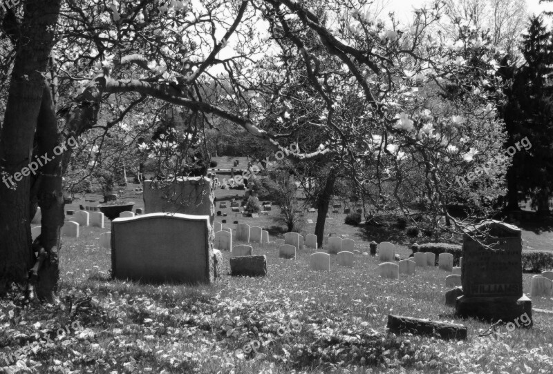 Cemetery Graveyard Magnolia Tree Gravestone Tombstone