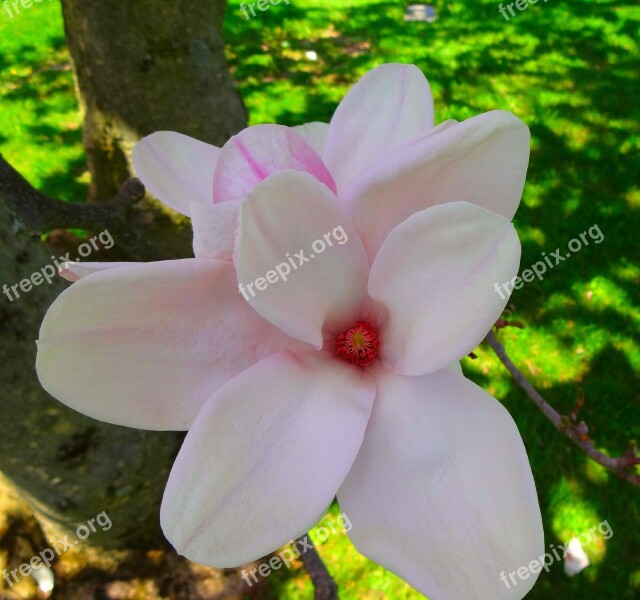 Magnolia Tree Outdoors Nature Landscape Color