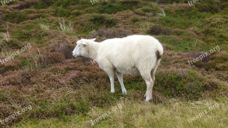 Sheep Dunes Animal Free Photos