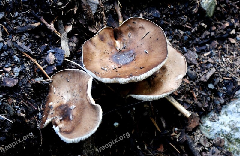 Soft Rutilans Mushroom Forest Nature Free Photos