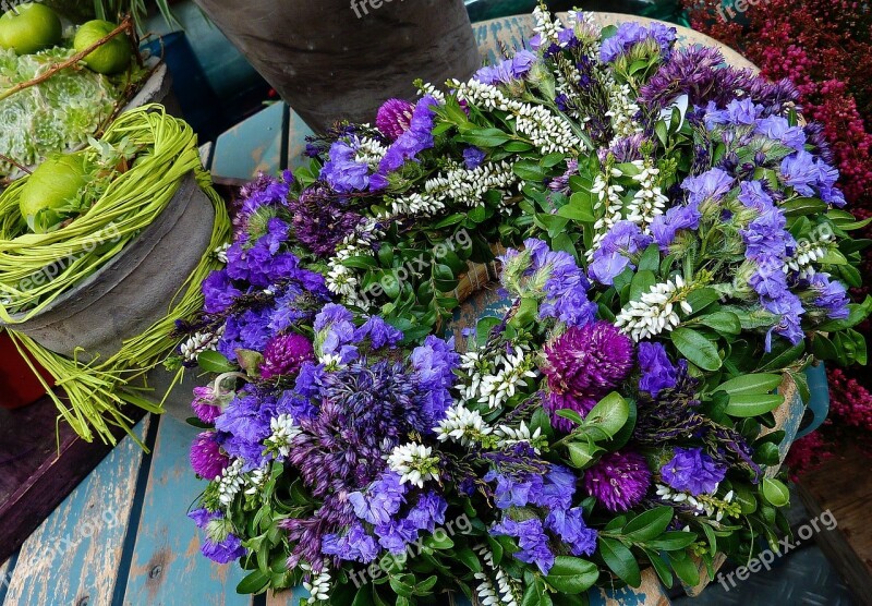 Asters Balcony Blue Bloom Flowers