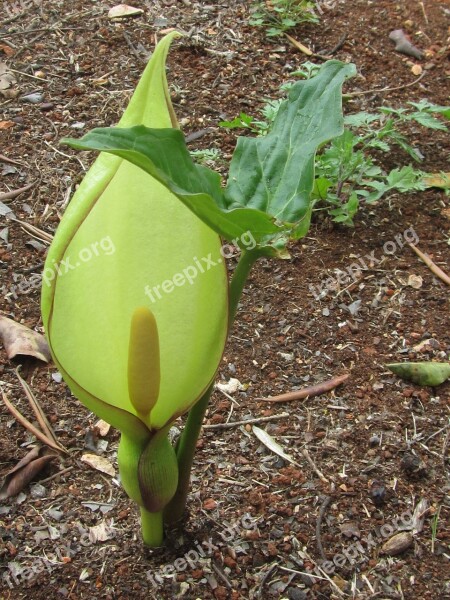 Arum Lily Flower Wildflower Nature