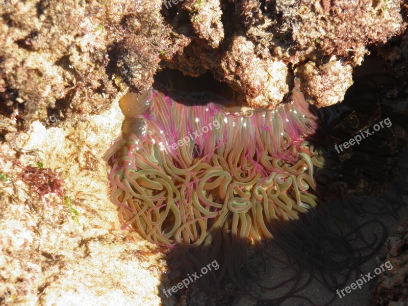 Sea Anenome Rock Pool Sea Anenome Sealife