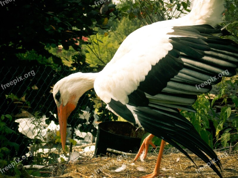 Stork Bird White Socket Free Photos