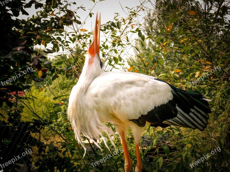 Stork Bird White Socket Garden