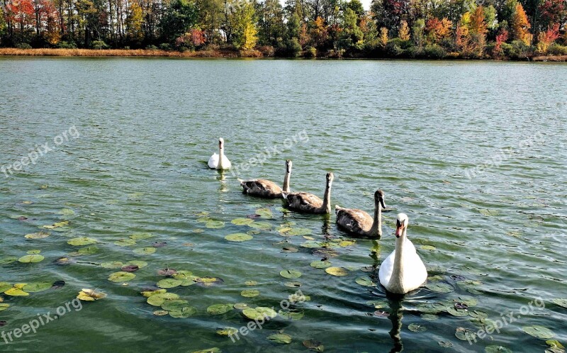 Swans Signets Family Parents Water