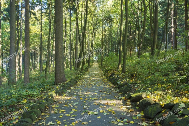 Fall Foliage Ore Mountains Forest Saxony Scheibenberg