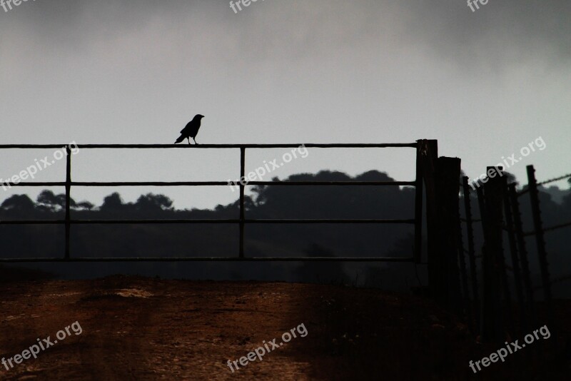 Crow On A Fence Farm Corvid Agriculture Fence