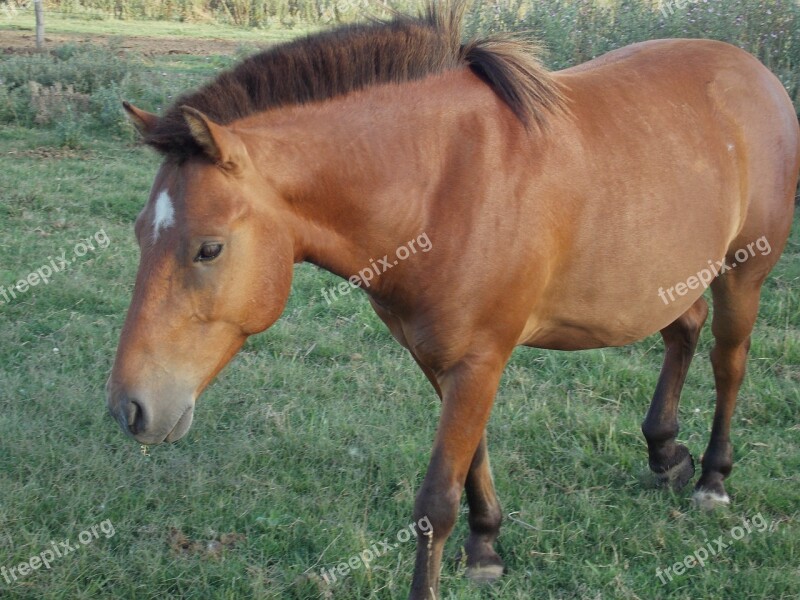 Horse Field Argentina Animals Nature