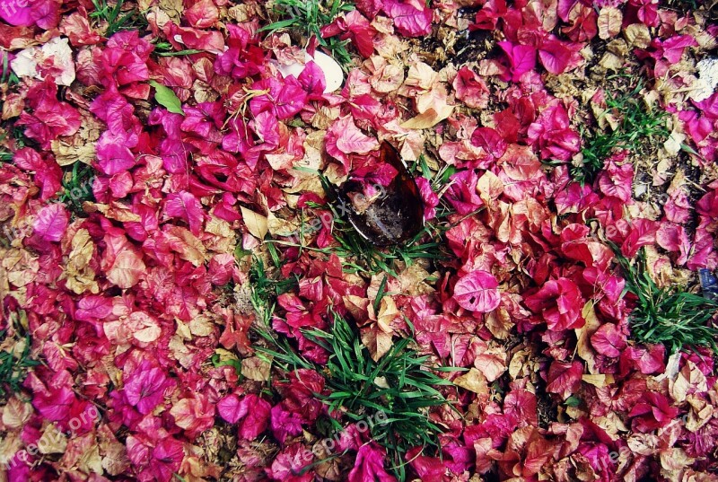 Nature Trash Violence Rudeness The Dried Petals