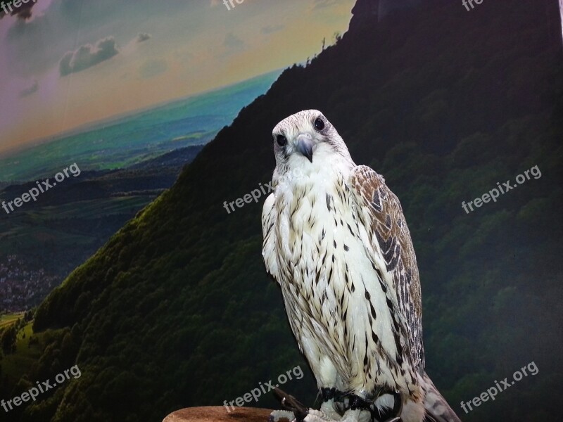 Falcon Bird Of Prey Raptor Bird Show Zoo