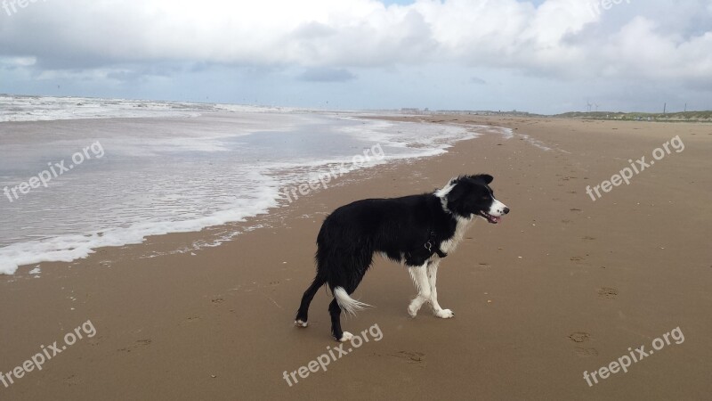 Beach Border Collie Dog Sandy Beach Sea