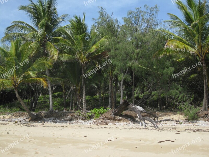 Island Beach Palm Sand Port Douglas