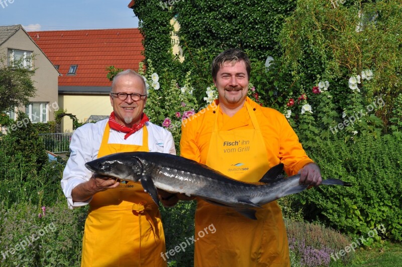 Chefs Fischkoch Fish Interference Free Photos