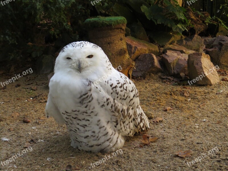 Snowy Owl Zoo Animals Owl Free Photos