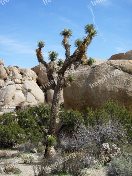 Desert Plant National Park Mojave Desert Free Photos