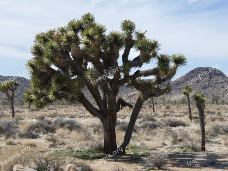 Joshua-tree National Park Joshua Tree National Park Josuabaum Joshua Tree