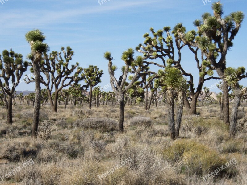 National Park Joshua-tree Desert Free Photos