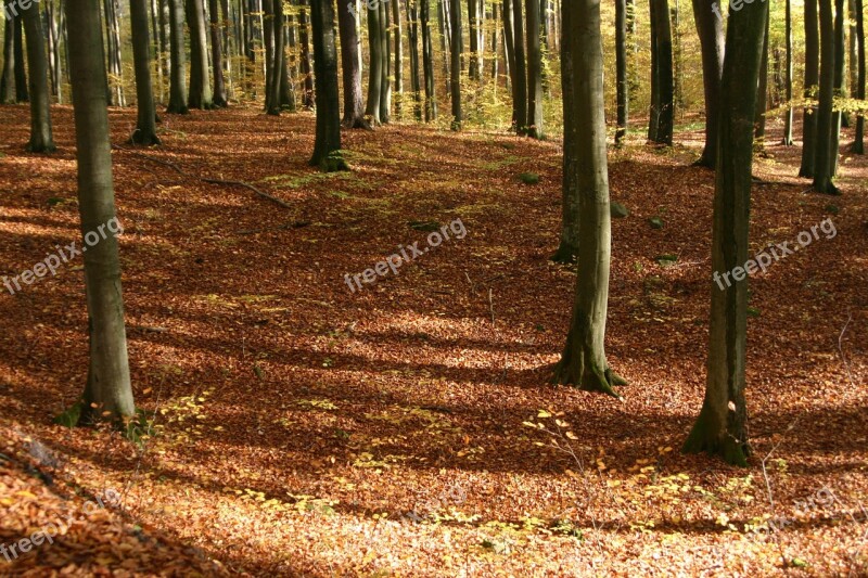 Autumn Foliage Brown Tree Yellow Leaves