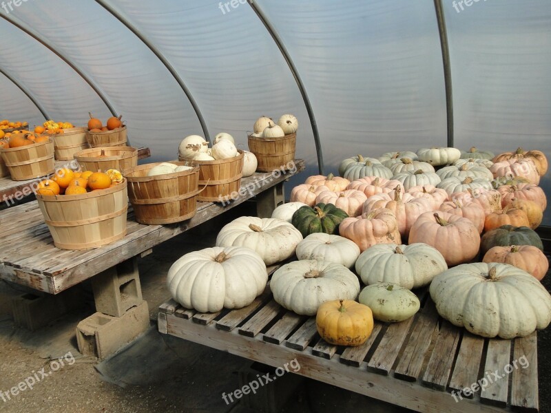 Pumpkins Squash Flat Fall Autumn