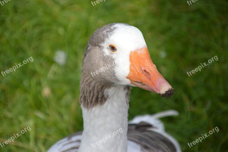 Goose Meadow Country Life Farm Domestic Goose