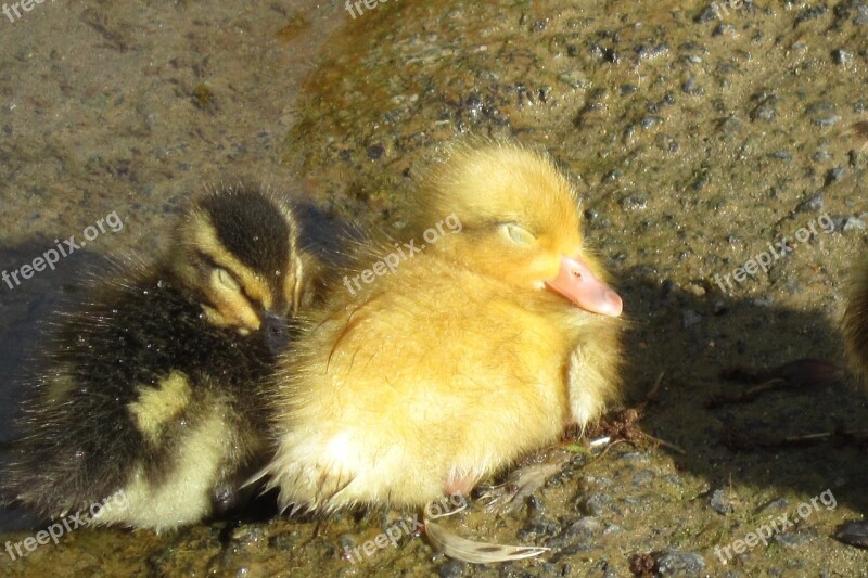 Duckling Sleep Duck Fluffy Baby