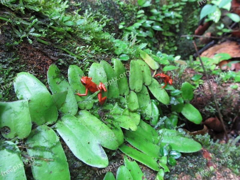 Jungle Poison Dart Frog Oophaga Pumilio Frog Poison