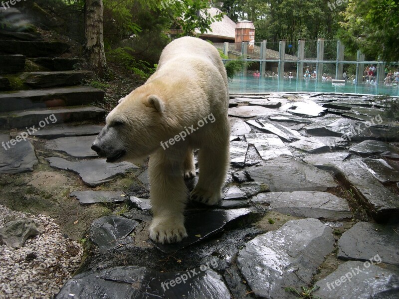 Bear Zoo Arrow There Polar Bear Free Photos