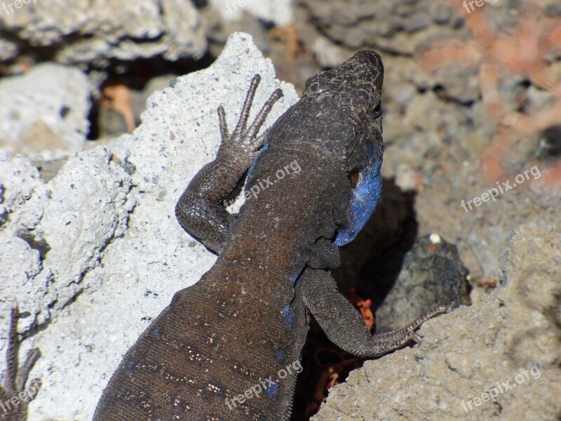 Lizard Blue-cheeked Canaries Animal Wild