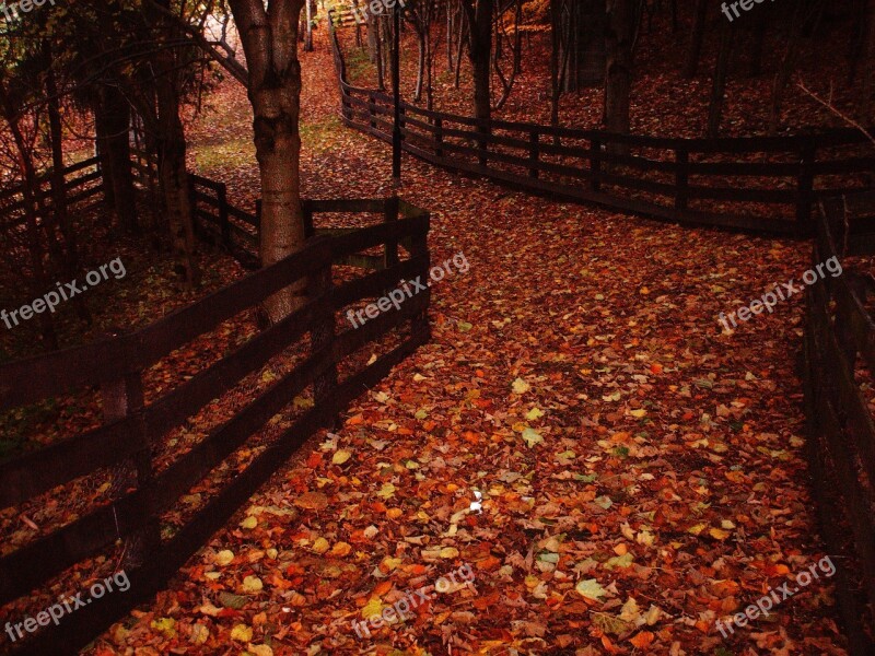 Leaves Pathway Autumn Park Path