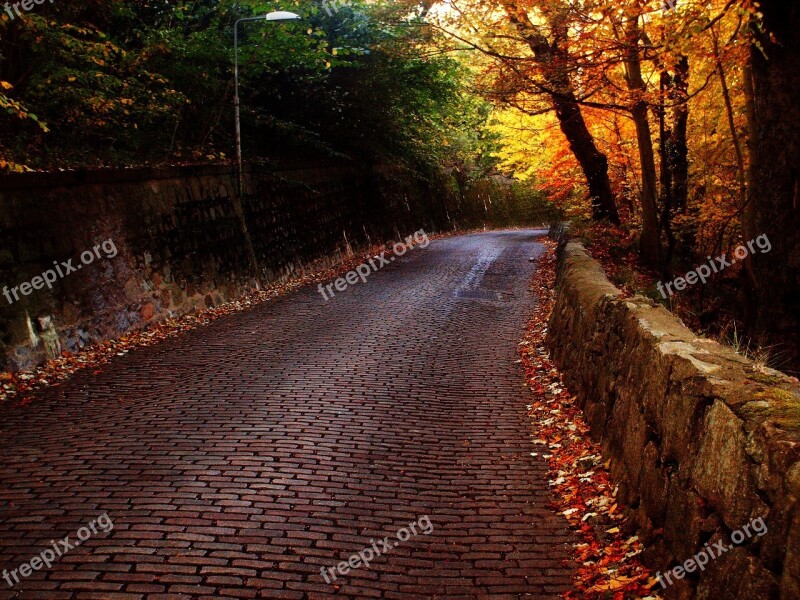 Road Bricks Trees Path Stone