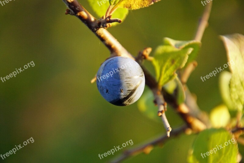 Schlehe Fruit Autumn Nature Bush