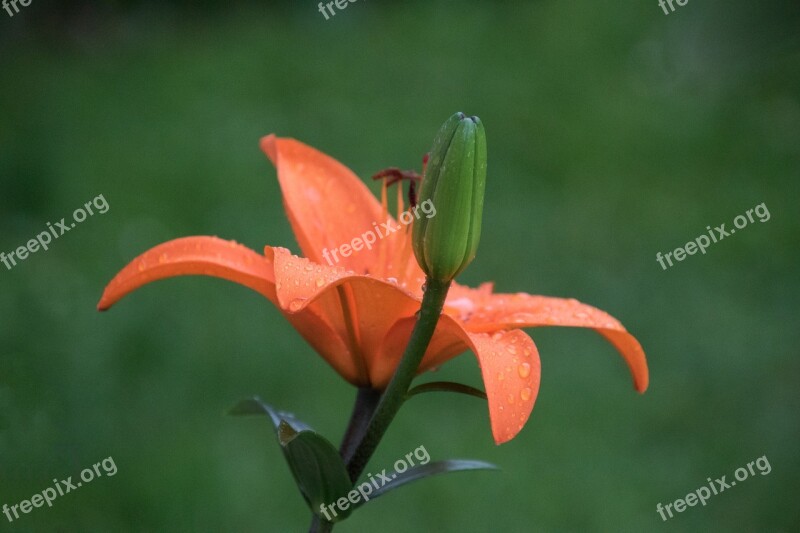 Lily Nature Flower Plant Garden Lily