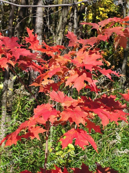 Autumn Maple Leaves Bright Colors Outdoors Woods Nature