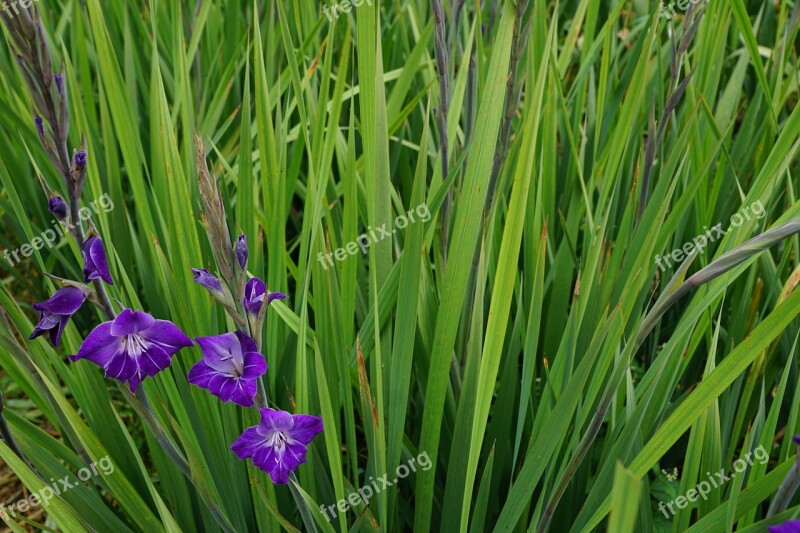 Gladiolus Flowers Purple Green Pasture