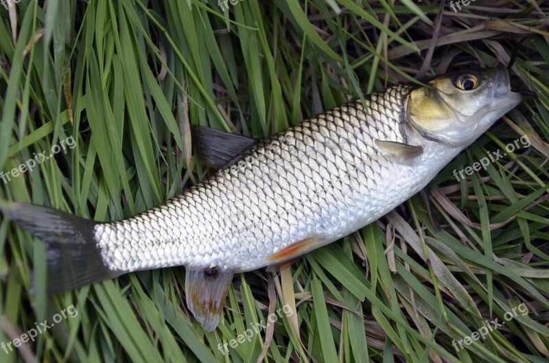 Fish Mullet Catch Fishing Nature