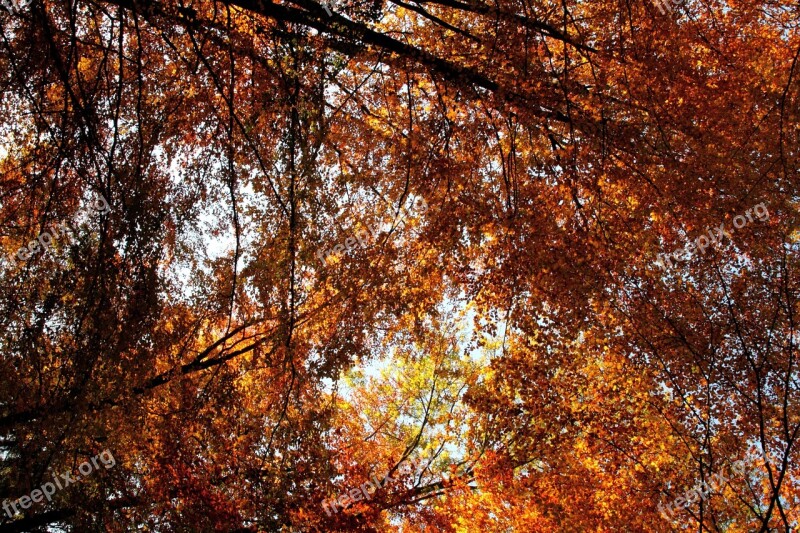 Autumn Leaves Roof Leaf Roof Forest