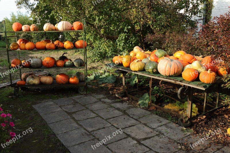 Pumpkin Sale Autumn Halloween Species