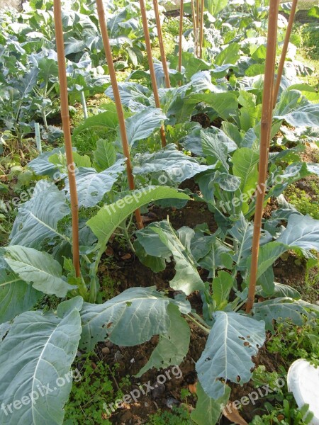 Verze Garden Leaves Green Leaf Branches