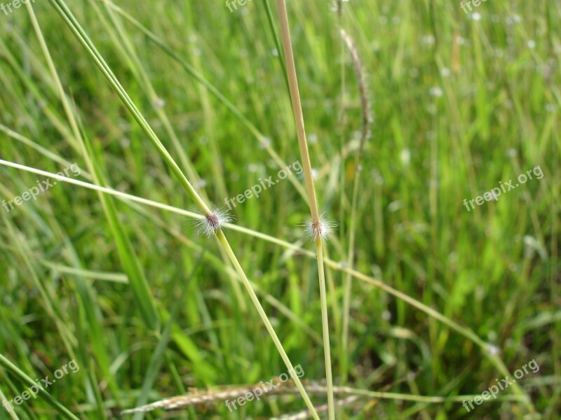 Grass Stems Green Yellow Prado